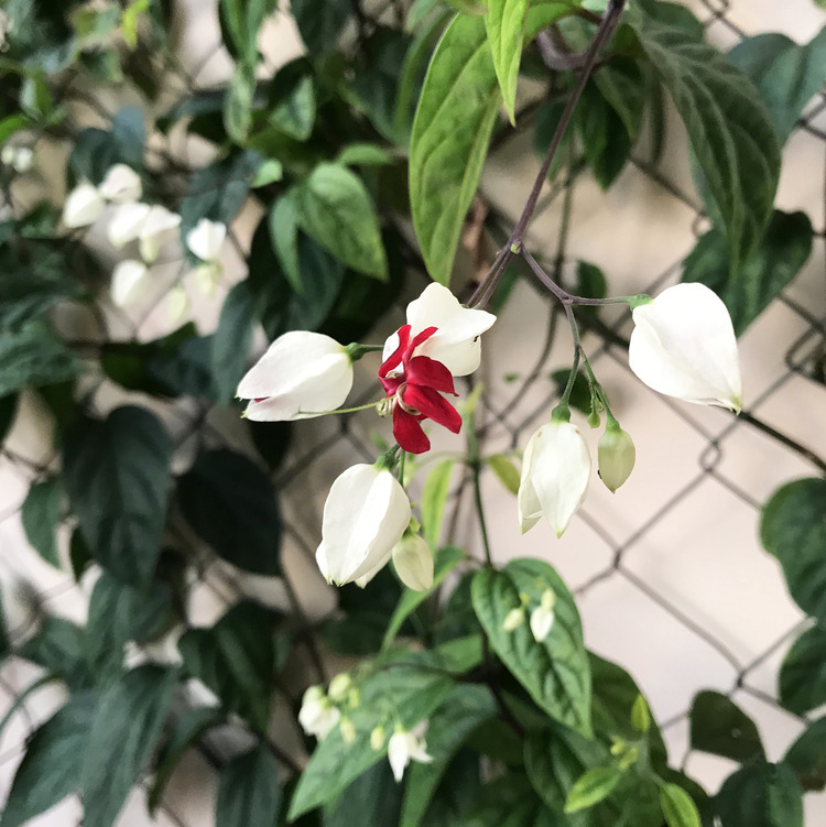 Flutua Arquitetura Picarras Paisagista Jardim Paisagismo Interiores Engenharia e BIM JARDIM 10