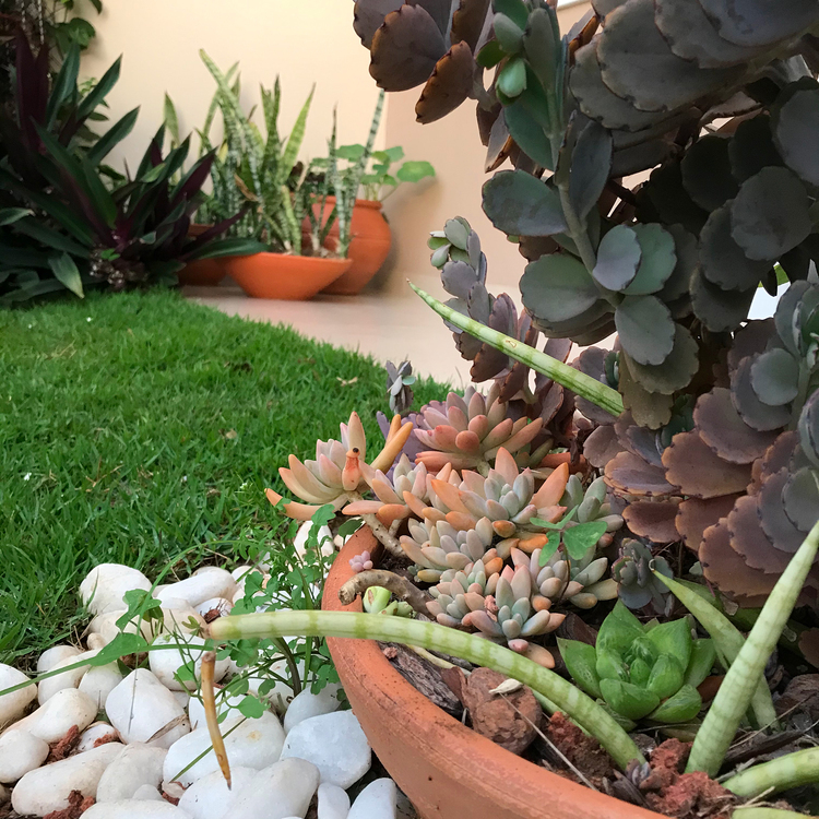 Flutua Arquitetura Picarras Paisagista Jardim Paisagismo Interiores Engenharia e BIM JARDIM SITE 6